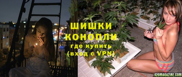 прущие грибы Сясьстрой