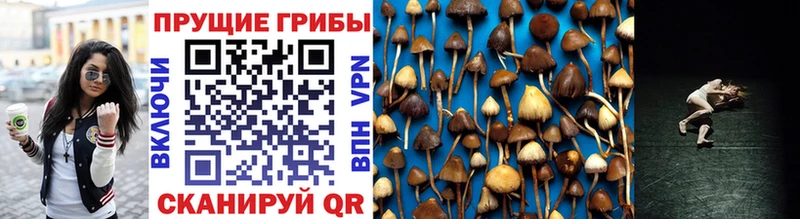 дарк нет как зайти  магазин    Тулун  Псилоцибиновые грибы Magic Shrooms 